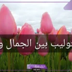 ما هو معنى زهرة التوليب البيضاء والسوداء والبنفسجية؟