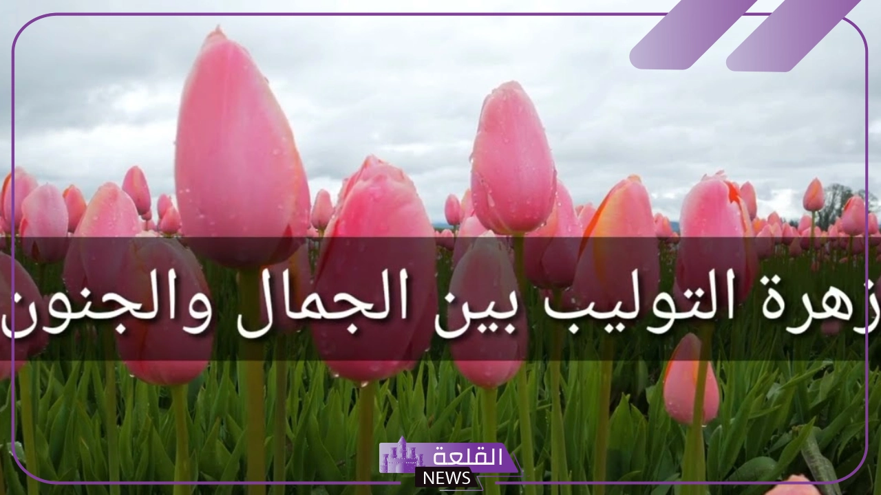 ما هو معنى زهرة التوليب البيضاء والسوداء والبنفسجية؟