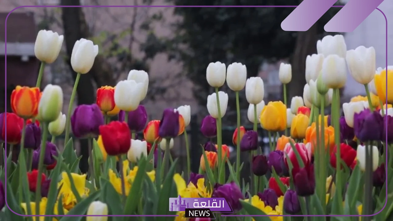 ما هو معنى زهرة التوليب البيضاء والسوداء والبنفسجية؟ 6 معنى زهرة التوليب الروز