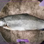 احذر منها.. الغذاء والدواء تذكر من 4 أنواع سمك تؤدي للتسمم