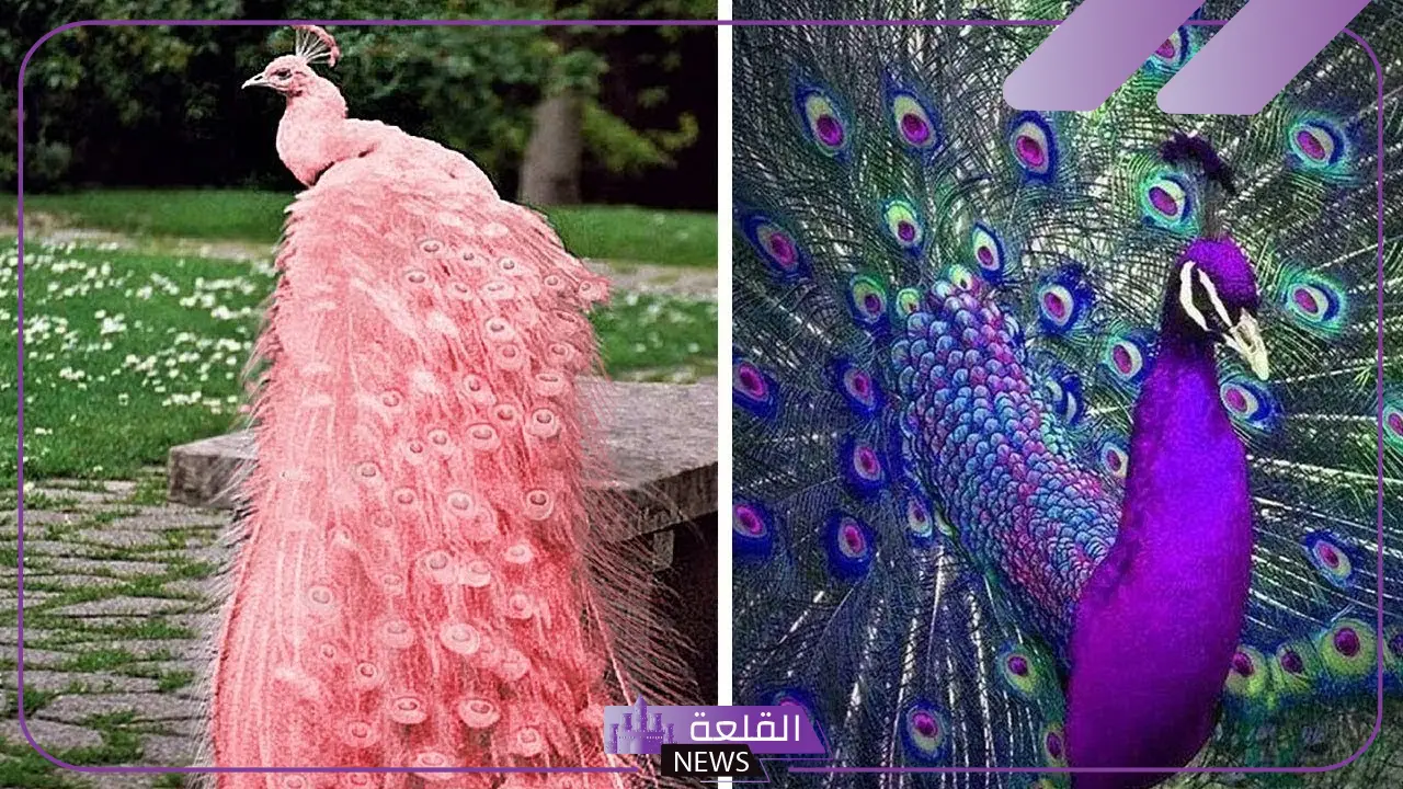 أنواع اجمل حيوان بالعالم في الصحراء الكبرى 5 صياد السمك أسود الخلف