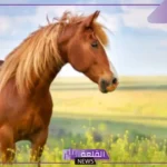 من اول من ركب الخيل؟ أول من ركب الخيل من الأنبياء