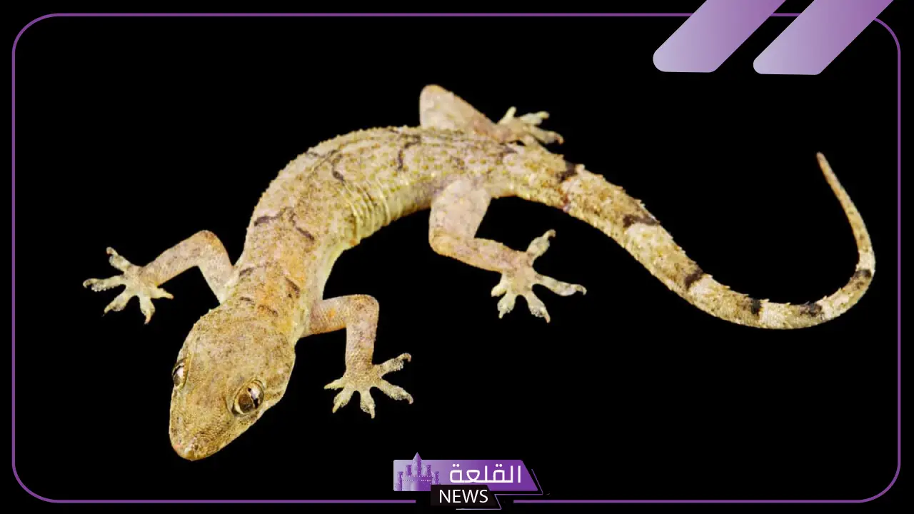 تفسير حلم الوزغ في المنام للمتزوجة والحامل والمطلقة لابن سيرين
