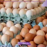 تراجع ملحوظ.. ما السبب وراء تراجع أسعار البيض في مصر؟