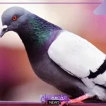 ما هو اسم صوت الحمام؟ معلومات هامة عن حياة الحمام