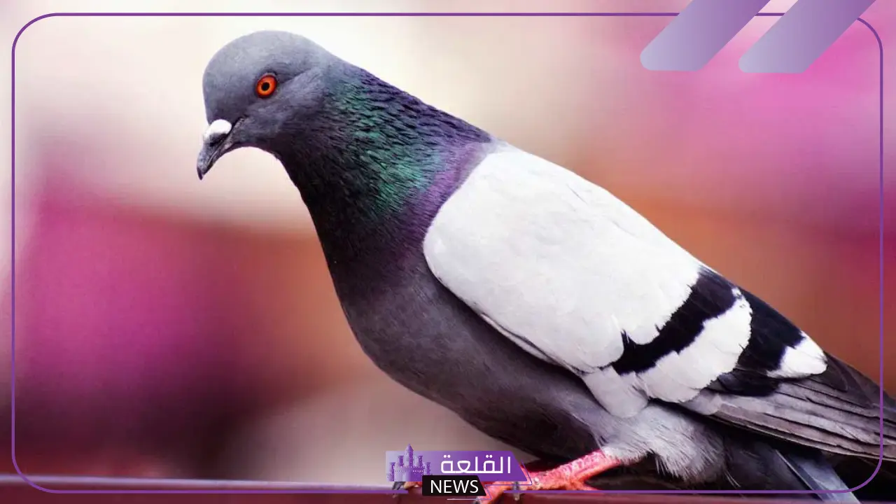 ما هو اسم صوت الحمام؟ معلومات هامة عن حياة الحمام