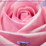 تفسير حلم اكل الورد في المنام للرجل والمرأة لابن سيرين