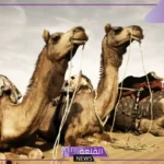تفسير حلم اكل لحم الابل في المنام للرجل والمرأة لابن سيرين