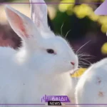 تفسير الأرنب في المنام للمتزوجه والعزباء في المنام لابن سيرين
