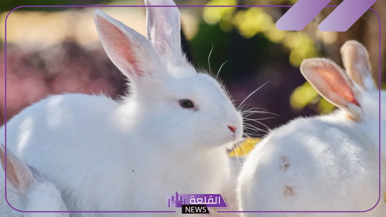 تفسير الأرنب في المنام للمتزوجه والعزباء في المنام لابن سيرين