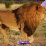 تفسير حلم اسد يلاحقني في المنام للعزباء و للمتزوجة لابن سيرين