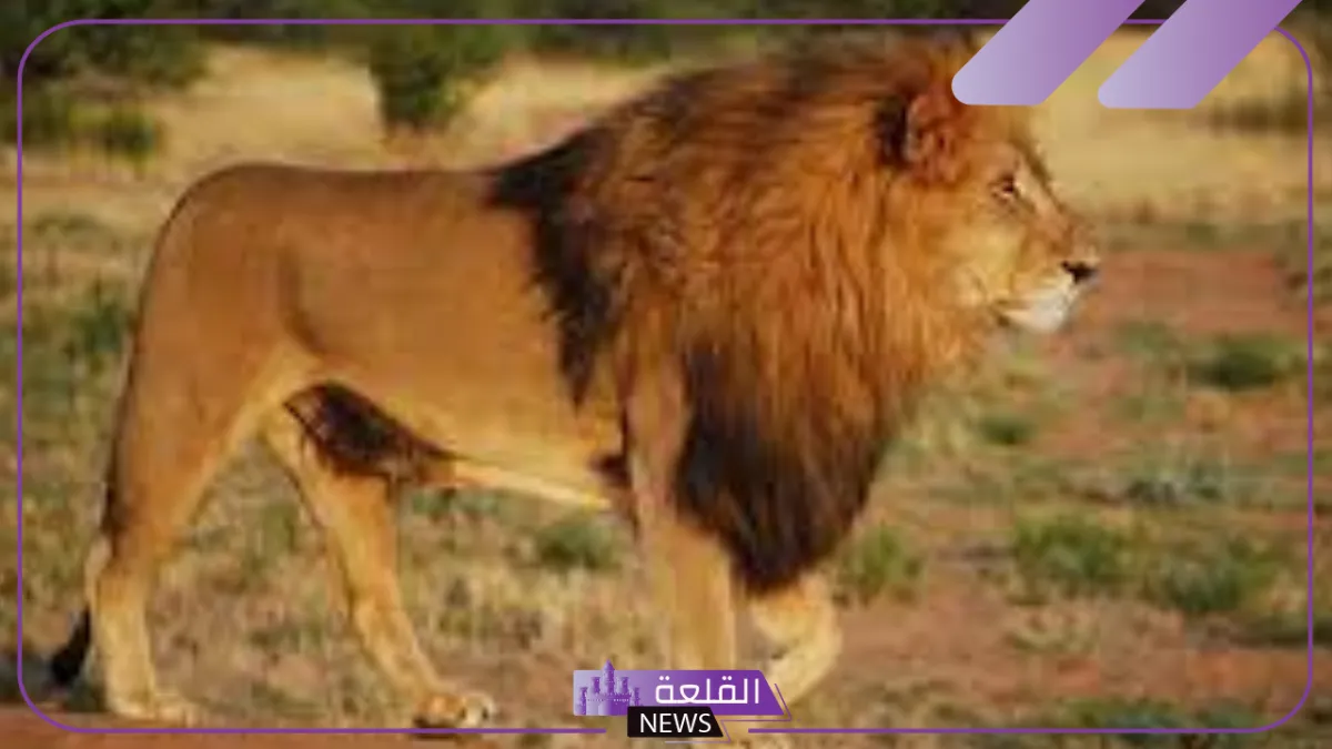 تفسير حلم اسد يلاحقني في المنام للعزباء و للمتزوجة لابن سيرين