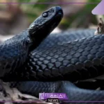 حلم الافعى السوداء في المنام لابن شاهين للمتزوجة والعزباء