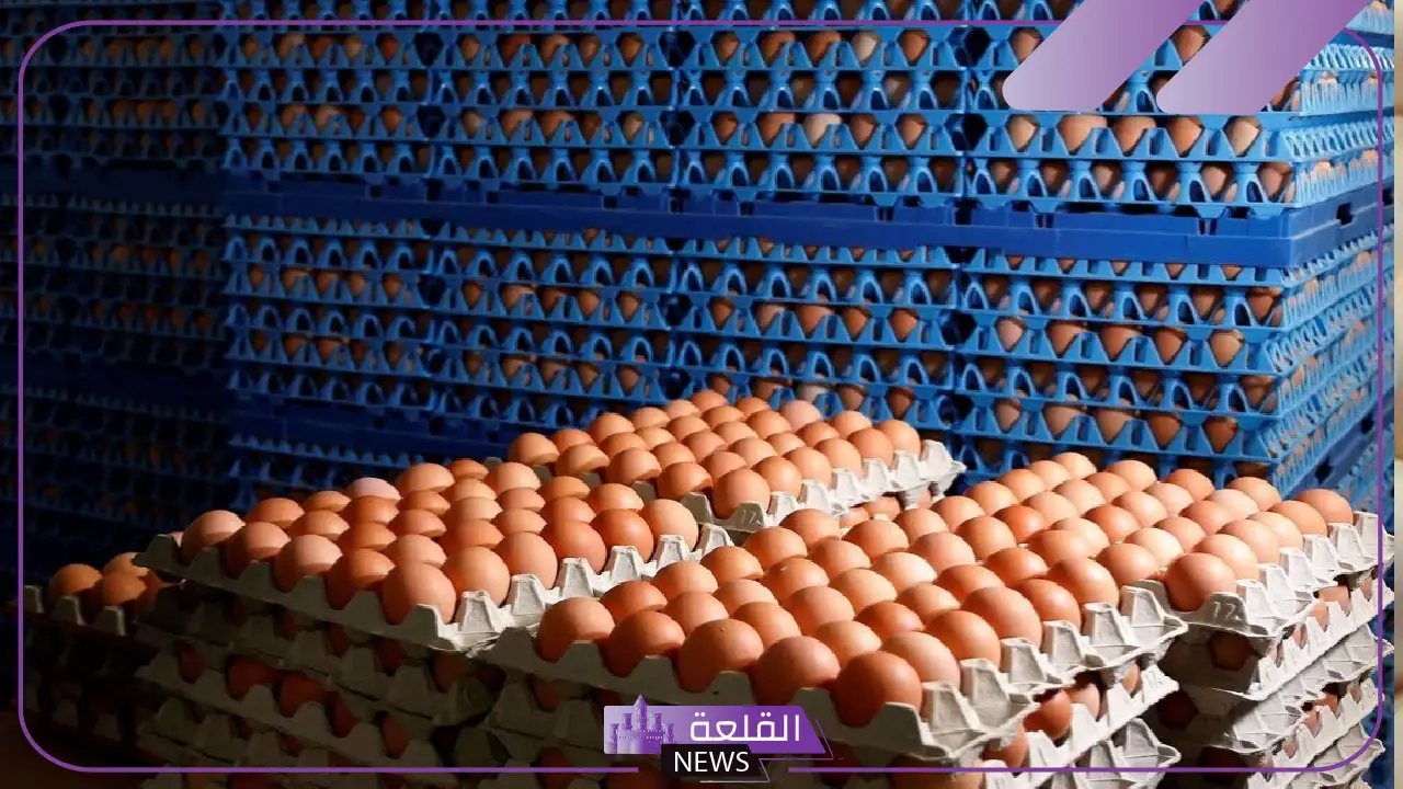 بعد تراجع أسعار البيض.. المواد الغذائية تنصح المواطنين بعدم التخزين 5 المواد الغذائية توضح: انخفاض مؤقت ولا داعي للتخزين