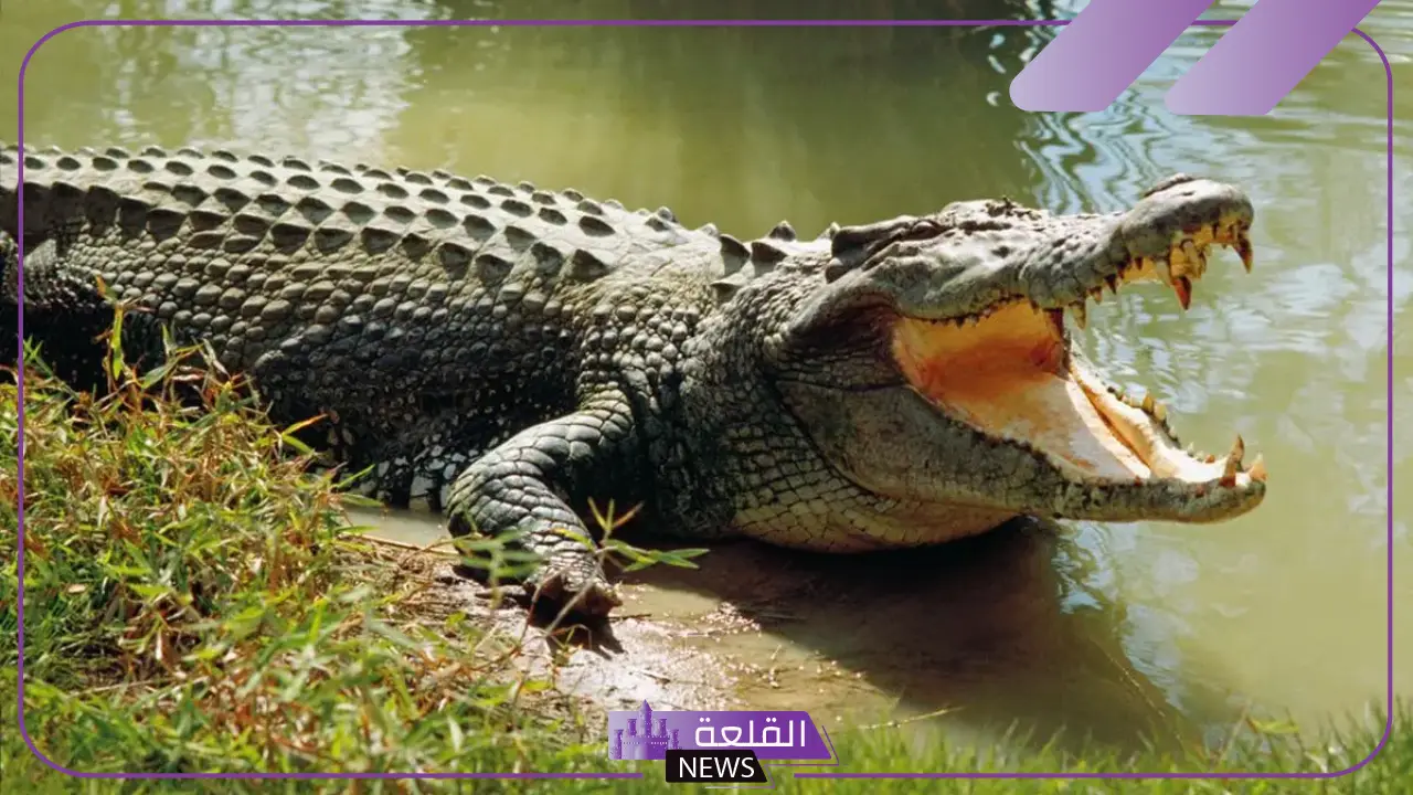 ما رمز التمساح في المنام لابن سيرين والخوف منه للرجل والمرأة 5 الخوف من التمساح في المنام