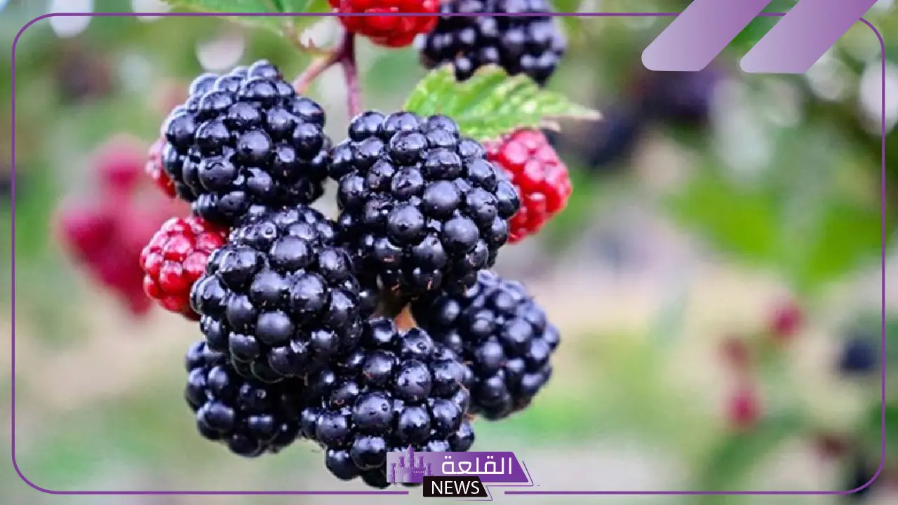 هذا ما يحدث لجسمك حينما تتناول التوت الأزر لمدة شهر كامل هذا ما يحدث لجسمك حينما تتناول التوت الأزر لمدة شهر كامل