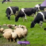 عللي / من أسباب قلة الثروة الحيوانية في وطني