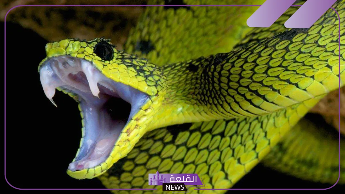 تفسير حلم الثعبان الاصفر للرجل والفتاة العزباء في المنام لابن سيرين 5 رؤية لدغة الثعبان الأصفر في المنام