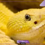 تفسير حلم الثعبان الاصفر في المنام للمرأة العزباء والمتزوجة لابن سيرين