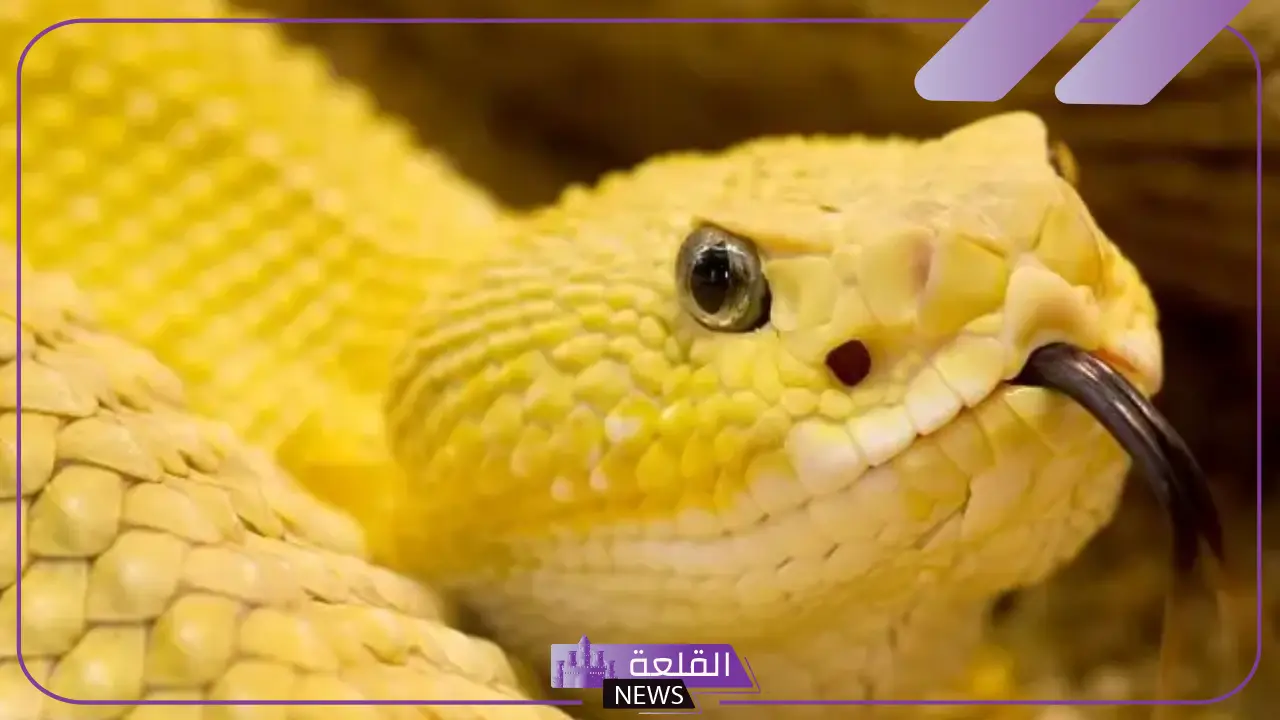 تفسير حلم الثعبان الاصفر في المنام للمرأة العزباء والمتزوجة لابن سيرين