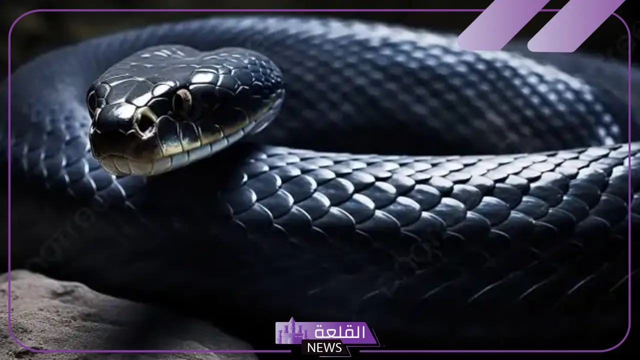 تفسير حلم الثعبان الاسود في المنام يهاجمني والهروب منه ورمزه لابن سيرين 5 تفسير حلم الثعبان الأسود يهاجمني