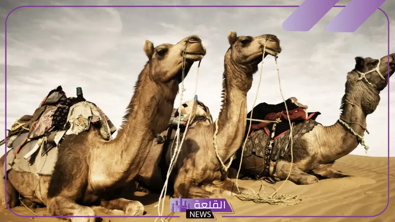 تفسير حلم رؤية ركوب الجمل في المنام للعزباء للنابلسي وابن سيرين