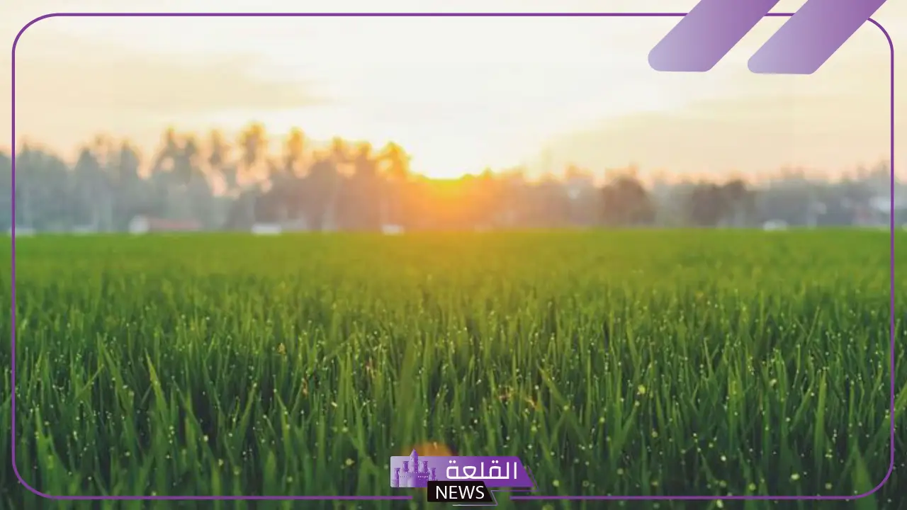 رمز الحشيش في المنام للرجل والمرأة المتزوجة لابن سيرين 5 الحشيش في المنام لابن سيرين.. بشرى أم إنذار؟