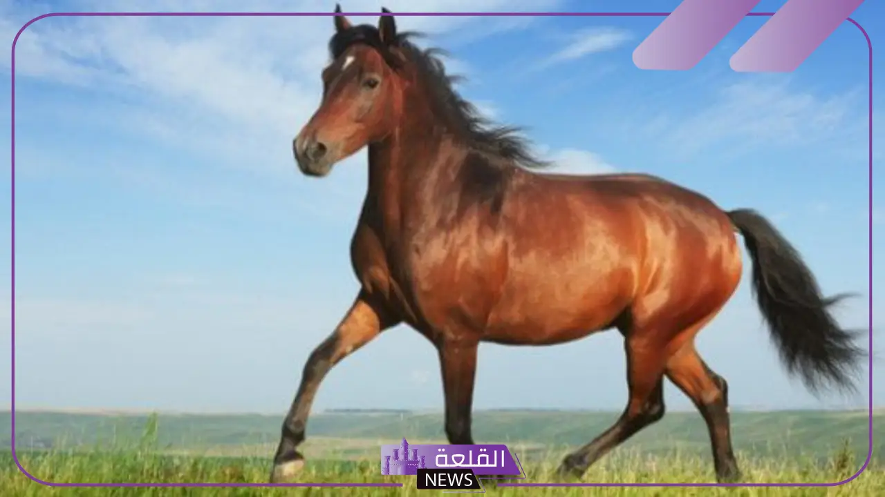 رؤية الحصان البني في المنام للعزباء والمتزوجة لابن سيرين 5 تفسير الخوف من الحصان في المنام للعزباء