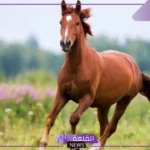 كم عدد قلوب الحصان؟ أماكن قلوب الحصان