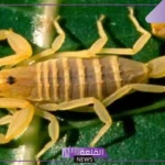 تفسير حلم عقرب اصفر في المنام للمرأة والرجل لابن سيرين