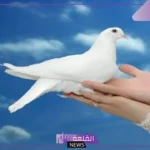 تفسير حلم الحمامة في المنام للمرأة والرجل لابن سيرين