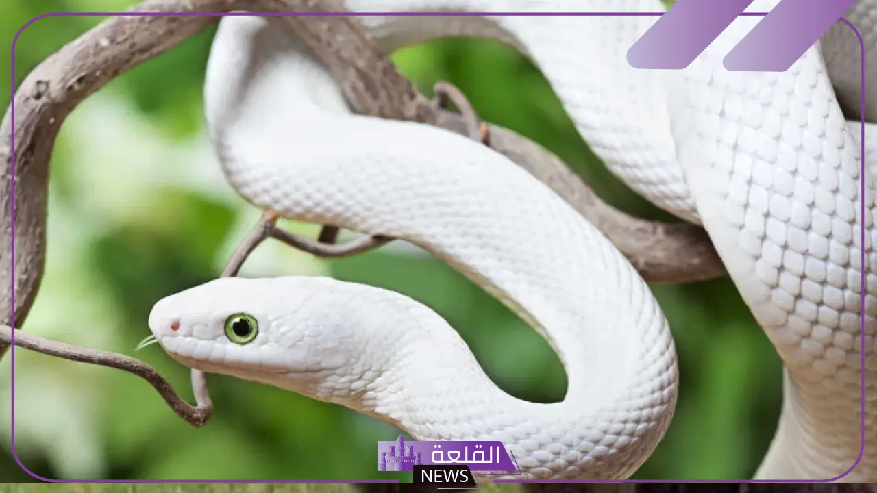 تفسير حلم الحية البيضاء في المنام للرجل والمرأة العزباء والمتزوجة 5 الحية البيضاء في المنام للفتاة العزباء