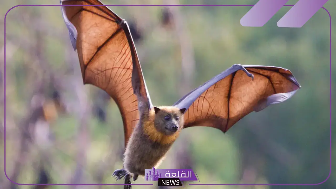 هل الخفاش يلد ام يبيض؟ معلومات عن الخفاش واضراره 5 معلومات عن الخفاش وأضراره