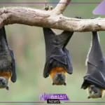 هل الخفاش يلد ام يبيض؟ معلومات عن الخفاش واضراره