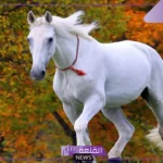 تفسير حلم الخيل الابيض في المنام وركوبه للمتزوجة والعزباء لابن سيرين