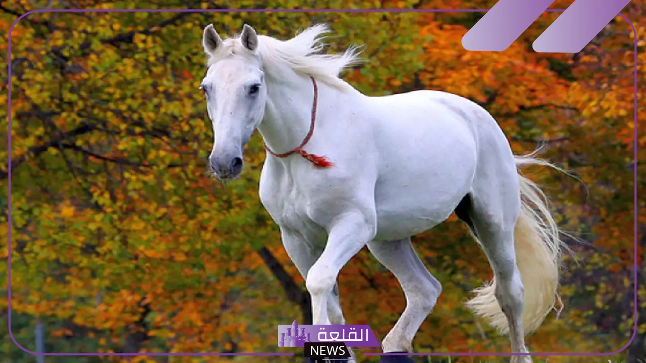 تفسير حلم الخيل الابيض في المنام وركوبه للمتزوجة والعزباء لابن سيرين