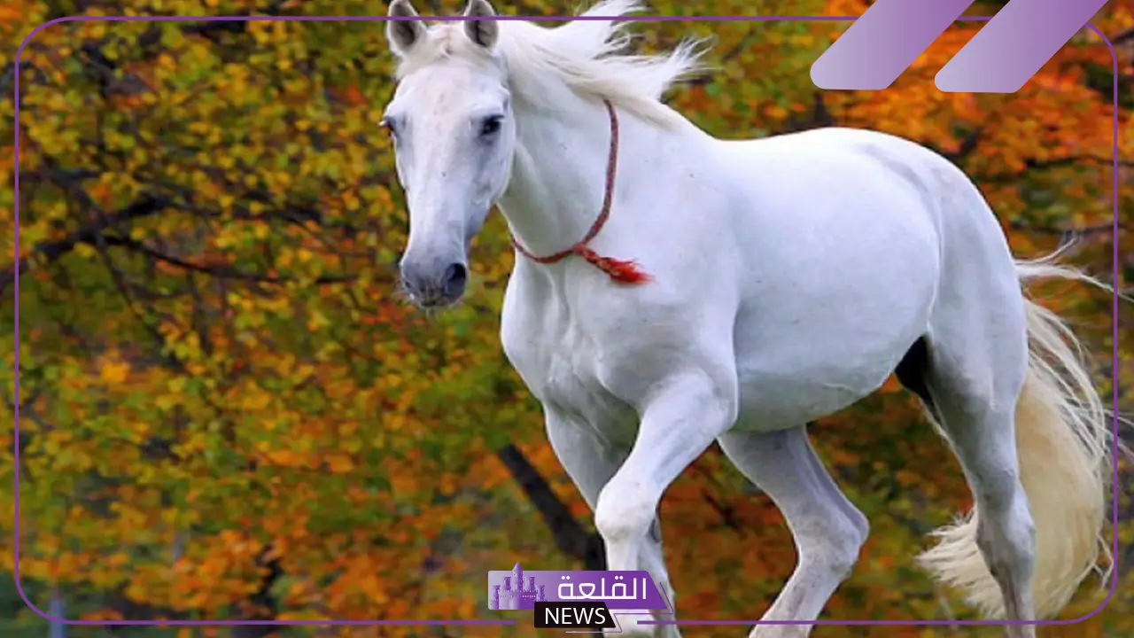 تفسير رؤية الخيل في المنام للعزباء والحامل والمتزوجة لابن سيرين 5 تفسير رؤية الخيل في المنام للحامل