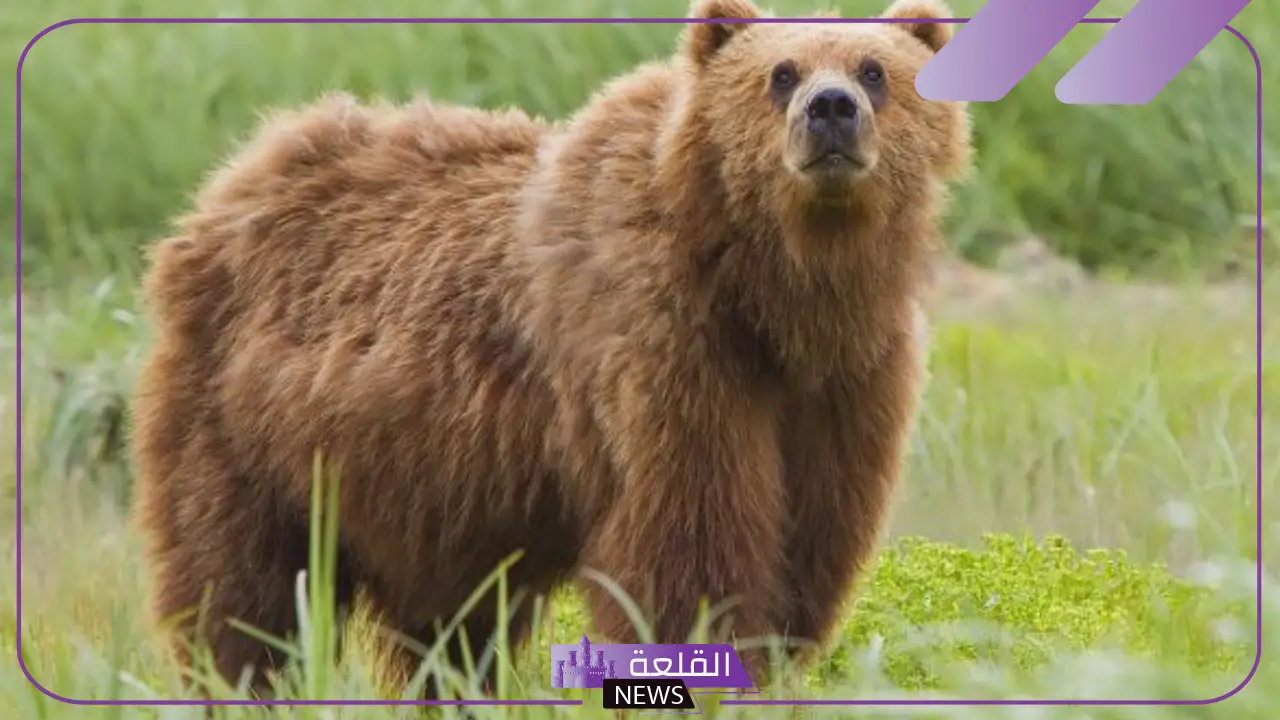 تفسير حلم رؤية الدب الاسود في المنام للعزباء والرجل لابن سيرين 5 دلالة الدب الاسود في المنام