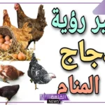تفسير حلم رؤية الدجاج في المنام للمتزوجة والحامل لابن سيرين