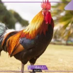 تفسير حلم الديك في المنام الملون وصياحه لكبار المفسرين