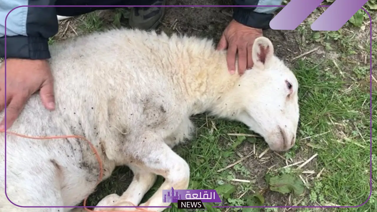 تفسير حلم رؤية ذبيحة معلقة ومسلوخة في المنام للرجل والمرأة 5 رؤية الذبائح الكثيرة في المنام للرجل