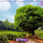 تفسير حلم سقي الزرع في المنام للعزباء والمتزوجة لابن سيرين