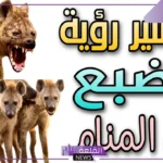 تفسير حلم الضبع في المنام وهجومه لابن سيرين وابن شاهين والإمام الصادق