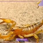 تفسير الحلم بالعقرب الاصفر في المنام للرجل والمرأة لابن سيرين