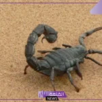 تفسير حلم العقرب في المنام ابن سيرين والنابلسي وابن شاهين