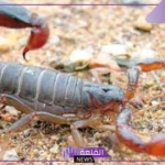 تفسير حلم العقرب في المنام لابن سيرين للمتزوجة والعزباء