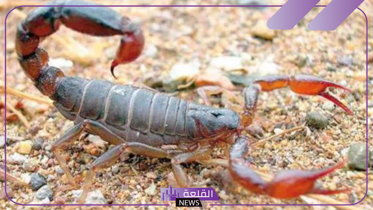 تفسير حلم العقرب في المنام لابن سيرين للمتزوجة والعزباء 9 تفسير حلم العقرب في المنام لابن سيرين للمتزوجة والعزباء