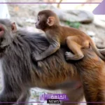 تفسير حلم القرد الصغير في المنام للرجل والمرأة لابن سيرين