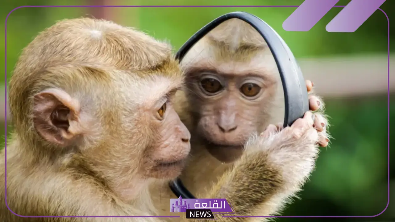 تفسير حلم القرد الصغير في المنام للرجل والمرأة لابن سيرين 5 رؤية القرد الصغير في المنام للعزباء