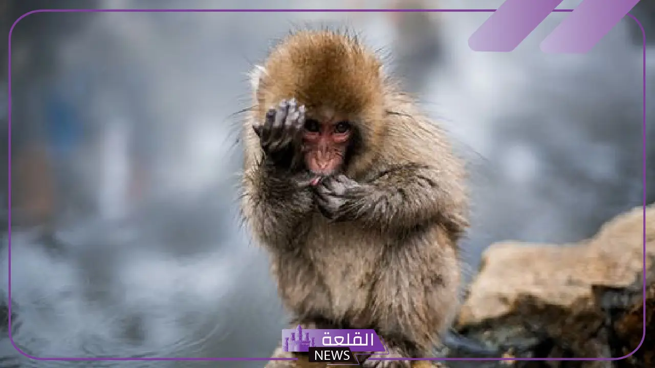 تفسير حلم رؤية القرد في المنام للمتزوجة والعزباء لابن سيرين
